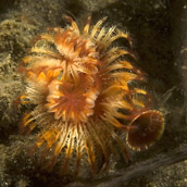 tube worm